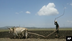 FILE - A farmer plows his land on the outskirts of the Ethiopian capital, Addis Ababa, May 10, 2005.
