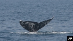 FILE - The fin of a Pacific gray whale.