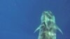 Scientists Seek Better Understanding of Threats Faced by Sharks
