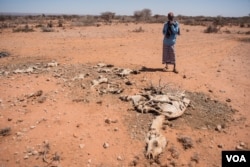 Mohamed Aden Guleid looks at one of his camels which succumbed to drought in Somaliland region of Somalia, Feb. 9, 2017. (VOA/Jason Patinkin)
