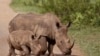 L'Afrique du Sud s'oppose à une vente aux enchères de cornes de rhinocéros