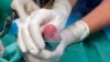 National Zoo Panda Gives Birth to Twins 
