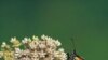 Scientists believe the Monarch's antenna has the ability to sense odors and magnetic waves that help the butterflies set their course for the day.