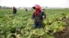 Signs of Need, Progress in N. Korea