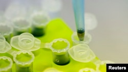 FILE - Laboratory technicians develop a technology to mass produce Ebola vaccine, Aug. 14, 2014. 