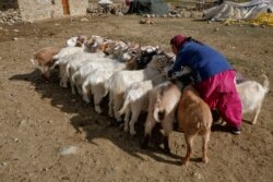 لداخ کے علاقے میں تقریباً 1700 خاندبدوش خاندان پشمینہ اون والی بکریاں پالتے ہیں، لیکن اب ان کے بچے گلہ بانی کرنے پر تیار نہیں ہیں۔