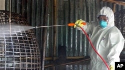 Pada akhir pekan minggu lalu lebih dari 4.000 ekor ayam dan itik di desa, di mana seorang gadis berusia 15 tahun meninggal akibat tertular flu burung, dimusnahkan (foto; Dok).