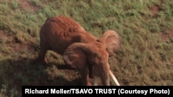 Satao, one of the largest elephants in Africa, was killed by poachers for his ivory tusks on May 30, 2014.