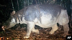 Badak Jawa, yang jumlahnya tinggal 51 di Ujung Kulon pada 2012. (Foto: Dok)