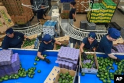 Radnici sortiraju avokado u fabrici za pakovanje u Uruapanu, Meksiko, 27. novembra 2024. Trampova administracija nameće carinu od 25% na meksičku robu koja dolazi u SAD 1. februara 2025. godine.