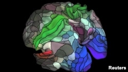 A 180-area multimodal human cortical parcellation on the left and right hemisphere surfaces of the human brain is pictured in this undated handout image.