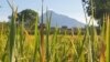Kabupaten Sleman, DI Yogyakarta di kaki Merapi adalah lumbung pangan kawasan tersebut. (Foto:VOA/ Nurhadi)