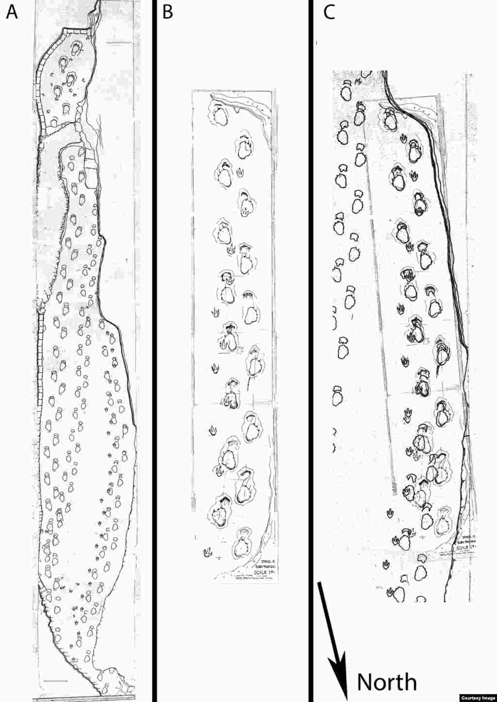 Roland T. Bird&rsquo;s original drawings of &nbsp;the excavation site. (PLOS ONE, Falkingham, et.al.)