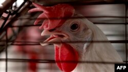 Farma na kojoj se proizvode hiljade ptica u Tepatitlanu u Meksiku, 6. juna 2024. Svjetski zdravstveni stručnjaci upozorili su 17. decembra 2024. da ptičiji grip H5N1 – ptičji grip – predstavlja moguću globalnu prijetnju zdravlju.