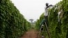 Climate Change Could Destroy Farms in Africa 