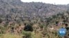 Cameroonian Girls on Nigeria Border Married off to Escape Boko Haram