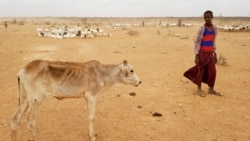 Itiyoophiyaatti Hoongen Daayimman Gara Miiliyona 4 Hanqina Midhaan Nyaataaf Saaxile: 'Save The Children'