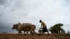 A farmer ploughs a field in Magway