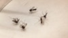 Quiz - WHO: Plague in Madagascar Could Spread