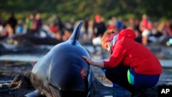German visitor Lea Stubbe rubs water on a pilot whale that beached itself at the remote Farewell Spit on the tip of the South Island of New Zealand.