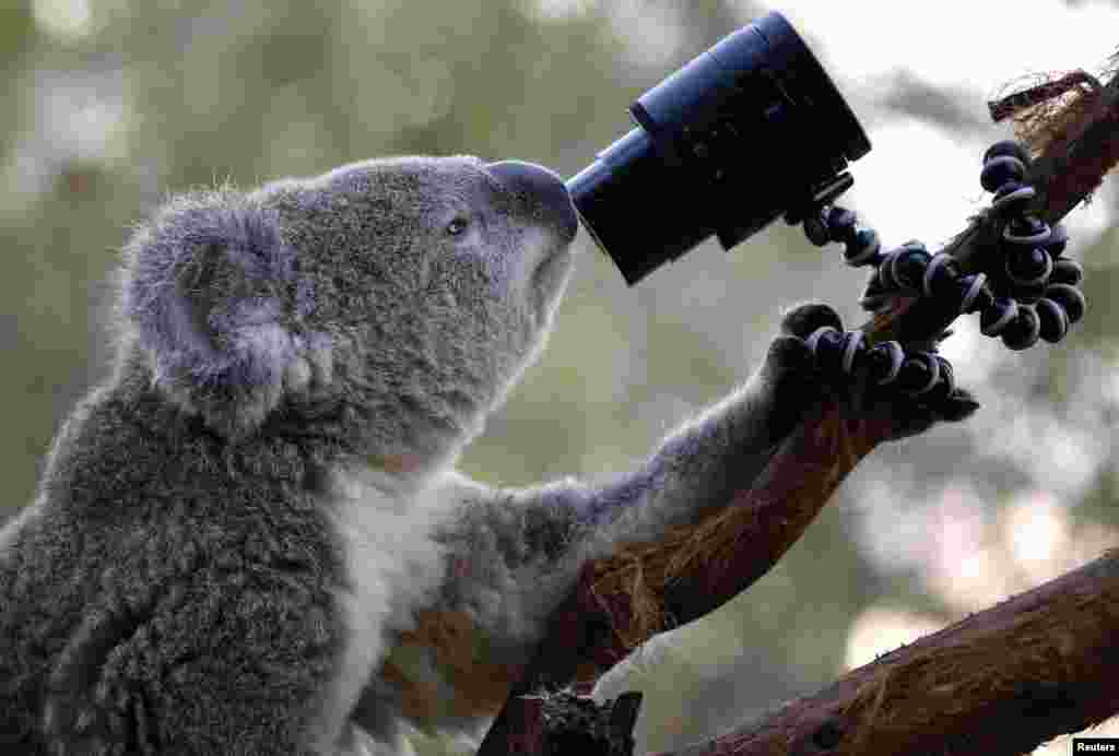 Seekor Koala mengamati kamera yang dipasang di kebun binatang Sydney, Australia. 