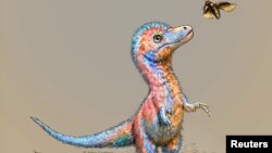A baby tyrannosaur from the Cretaceous Period of North America, based on partial fossils unearthed in the U.S. state of Montana and in the Canadian province of Alberta, is seen in an undated artist's rendition. (Julius Csotonyi/Handout via REUTERS )