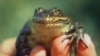 Plus de grenouilles femelles que de mâles dans les banlieues américaines (étude)