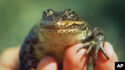 Une grénouille