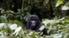Ouganda: lions et chimpanzés menacés, girafes et éléphants se multiplient