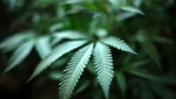 Quiz - Marijuana Use Rising Among US College Students