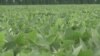 Conservation Farming Means Healthy Soil and Profits