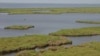 Wetlands