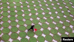 Seorang perempuan berjalan di tengah lapangan yang penuh dengan daun teh yang sedang dikeringkan di perusahaan teh di Dening, Pronvisi Fujian, China, 2 April 2016. Para peneliti dari AS mengatakan orang-orang yang minum teh panas setiap hari lebih kecil berisiko terjangkit glukoma.
