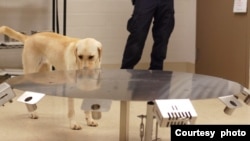 Pas za otkrivanje raka na obuci u Penn Vet Working Dog Centru na Univerzitetu Pennsylvania. (Ljubavošću Penn Vet Working Dog Centra)