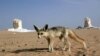Study: Spread of Deserts Costs Trillions, Spurs Migrants