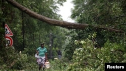 A man looks at a fallen tree as he walks along a street after the passage of Hurricane Maria in Pointe-a-Pitre, Guadeloupe island, France, Sept. 19, 2017.