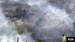 Menurut pengurus Greenpeace Indonesia, perusakan hutan masih terjadi di wilayah-wilayah yang seharusnya dilindungi (foto: dok).