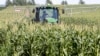 Tramp zbog tarifa pomaže farmerima sa 12 milijardi dolara