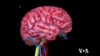 Looking Into Your Brain Just Became Easier