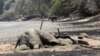 Severely Dry Weather Is Killing Zimbabwe’s Wildlife