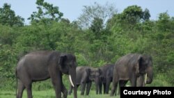 Kawanan gajah di Way Kambas, Lampung. (Foto courtesy: Vesswic/dok).