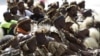 South Africans Celebrate 21 Years of Democratic Rule