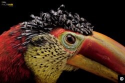 Curl-crested aracari (Pteroglossus beauharnaesii) at the Dallas World Aquarium, Texas. The small toucan is native to the Amazon Basin in South America. (© Photo by Joel Satore/National Geographic Photo Ark)
