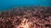 Rundo la viumbe (matumbawe) eneo la Malaysia la Kisiwa cha Tioman katika bahari ya South China kama ilivyokuwa Mei 4, 2008. Rasilmali hii ya baharini inadaiwa na Ufilipino inauawa na harakati za kijeshi zinazofanywa na China.