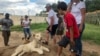 South African Breeders Worried about New Animal Cruelty Guidelines