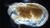 Scientists Discover Ancient Fossilized Giant Sperm
