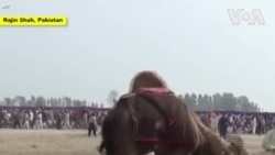 Les combats de chameaux, une tradition qui persiste au Pakistan