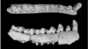 Chinese Fossils Illuminate Key Evolutionary Period