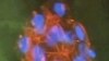 Stem Cell