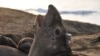Study: Elephant Seals Do a Lot of Work to Stay Fat 